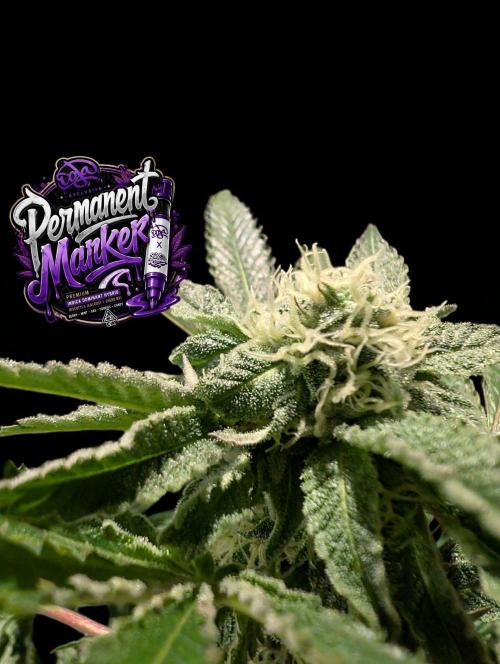 Permanent Marker -Seed Junky-Doja-BTNL. Week 11