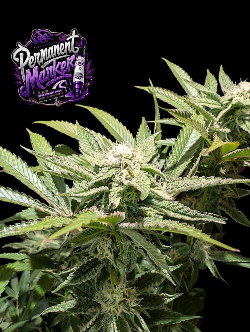 Permanent Marker -Seed Junky-Doja-BTNL. Week 11