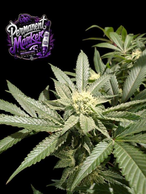 Permanent Marker -Seed Junky-Doja-BTNL. Week 11