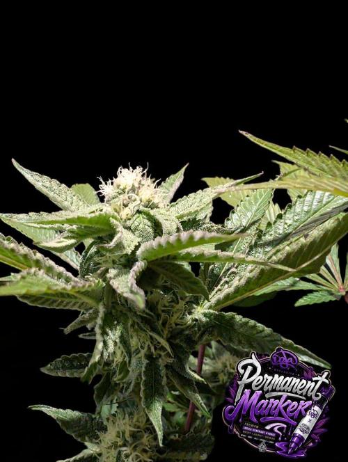 Permanent Marker -Seed Junky-Doja-BTNL. Week 11