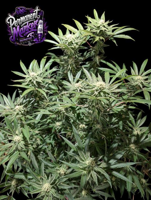 Permanent Marker -Seed Junky-Doja-BTNL. Week 11