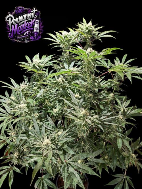Permanent Marker -Seed Junky-Doja-BTNL. Week 11