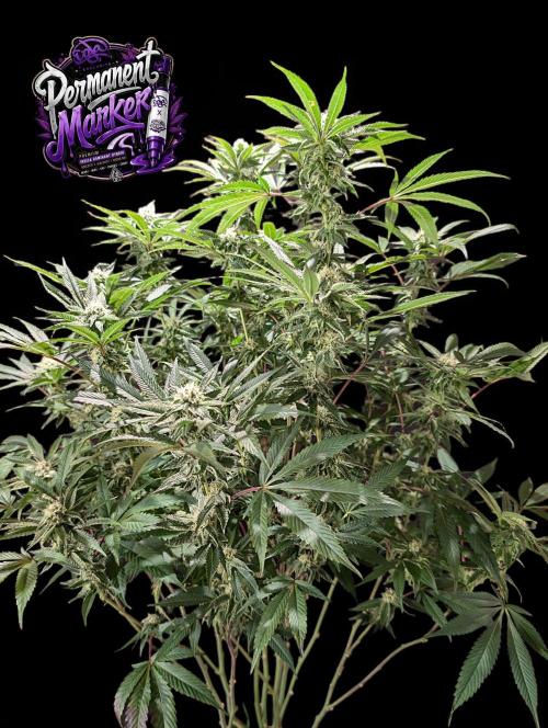 Permanent Marker -Seed Junky-Doja-BTNL. Week 11