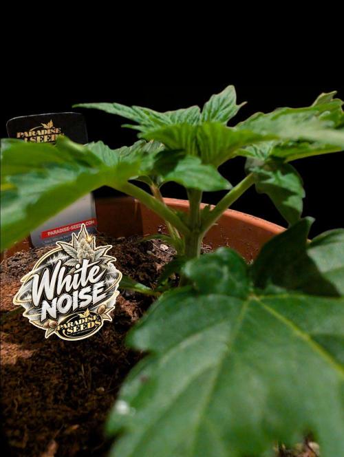 White Noise - Paradise Seeds - W33DFX. Week 2