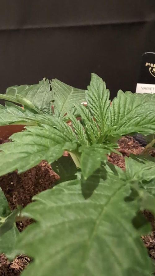 White Noise - Paradise Seeds - W33DFX