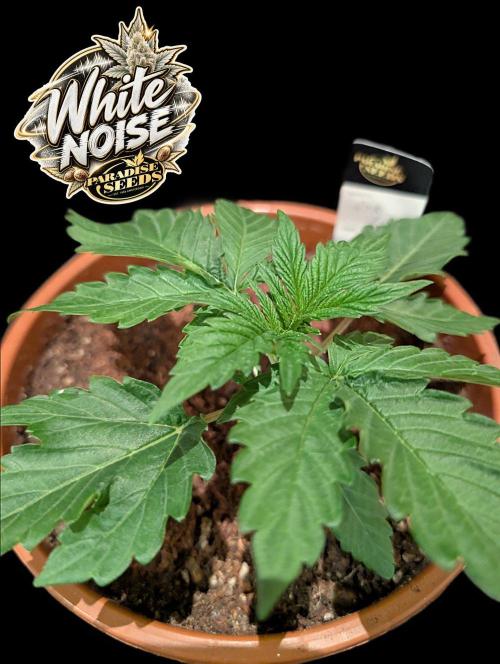 White Noise - Paradise Seeds - W33DFX. Week 2
