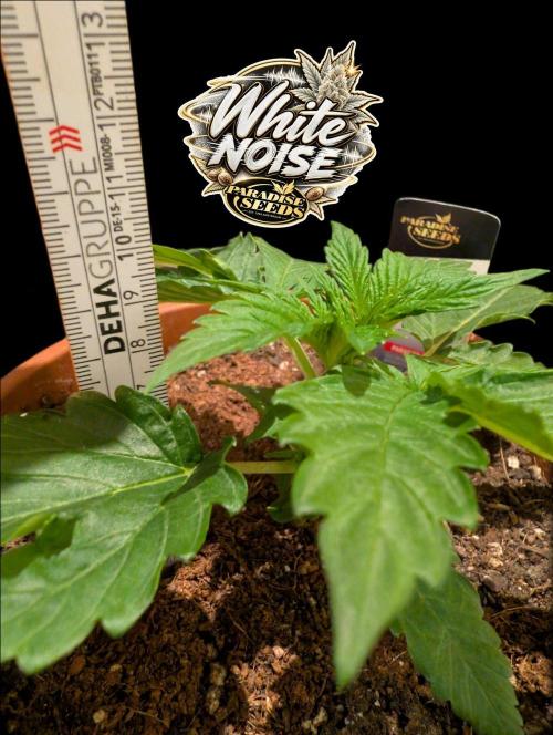 White Noise - Paradise Seeds - W33DFX. Week 2