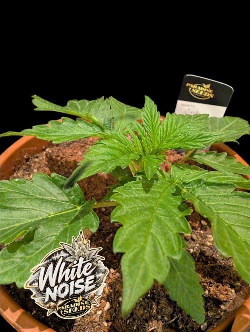 White Noise - Paradise Seeds - W33DFX. Week 2