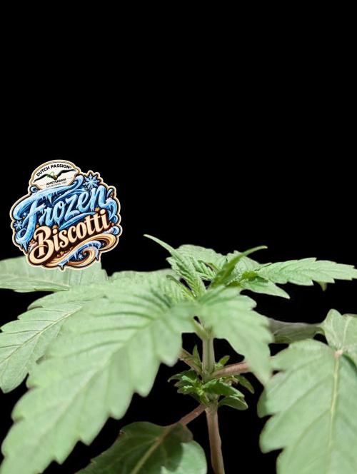 Frozen Biscotti - Dutch Passion - BTNL. Week 2