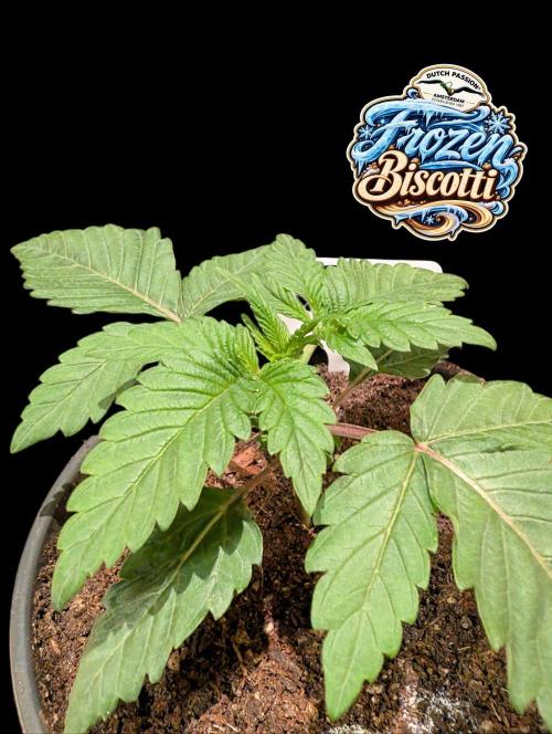Frozen Biscotti - Dutch Passion - BTNL. Week 2