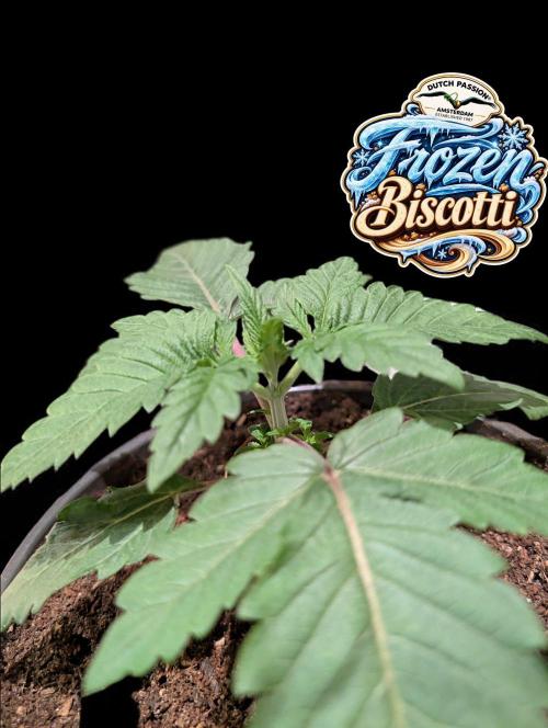 Frozen Biscotti - Dutch Passion - BTNL. Week 2
