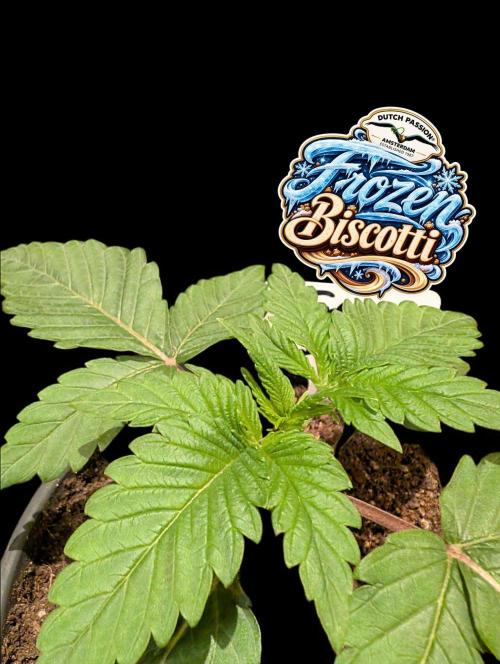 Frozen Biscotti - Dutch Passion - BTNL. Week 2