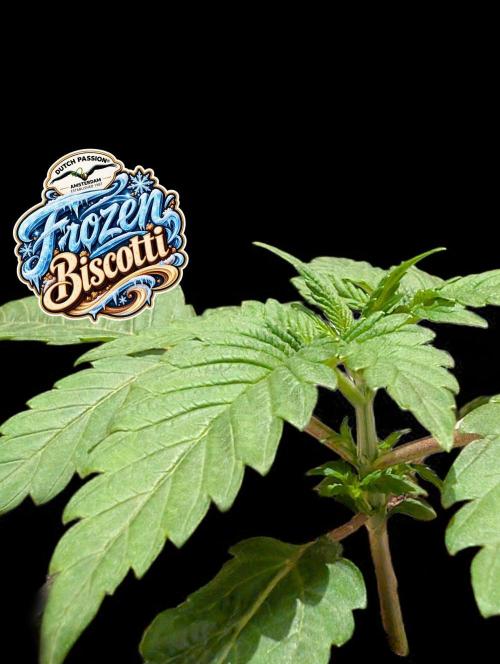 Frozen Biscotti - Dutch Passion - BTNL. Week 2