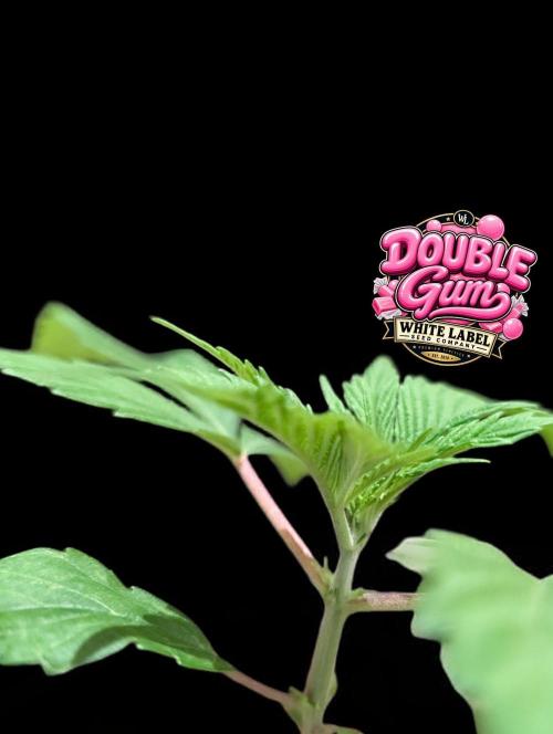 Double Gum - White Label - BTNL. Week 2
