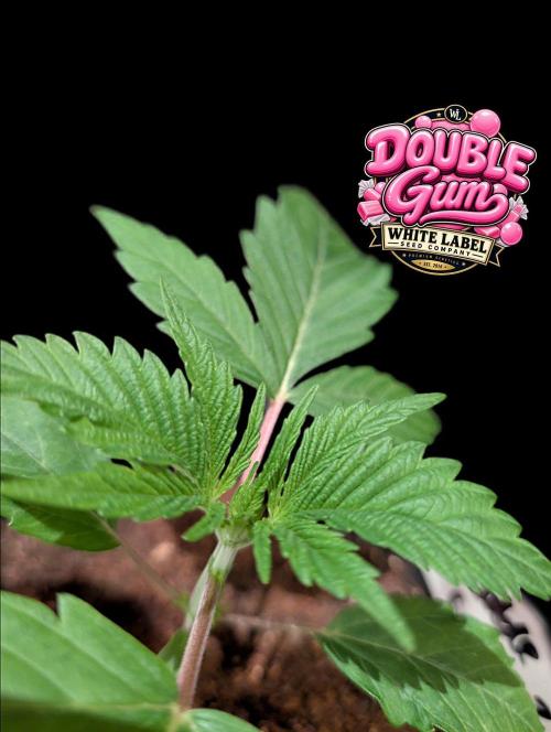 Double Gum - White Label - BTNL. Week 2