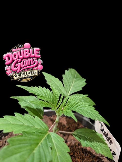 Double Gum - White Label - BTNL. Week 2