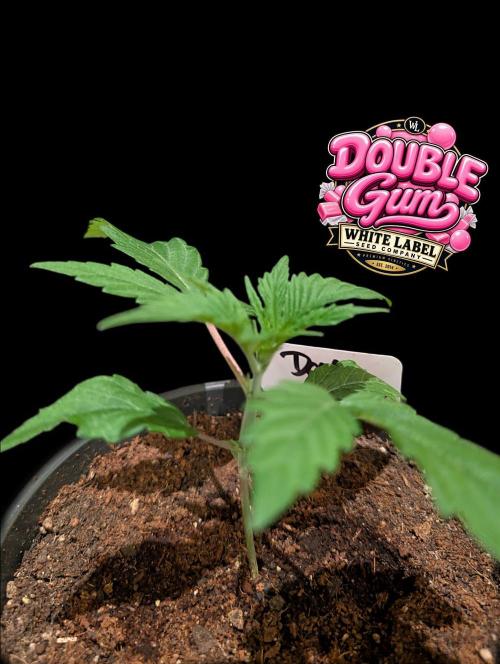 Double Gum - White Label - BTNL. Week 2