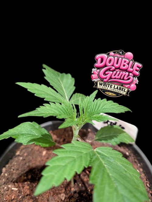 Double Gum - White Label - BTNL. Week 2