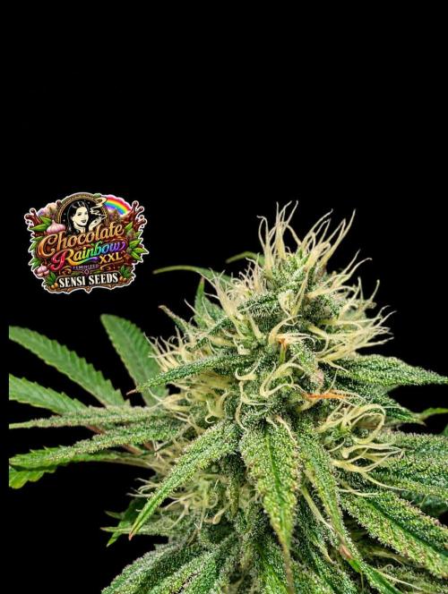 Chocolate Rainbow XXL -Sensi Seeds-BTNL. Week 12