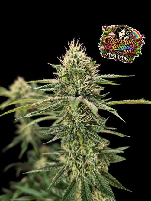 Chocolate Rainbow XXL -Sensi Seeds-BTNL. Week 12