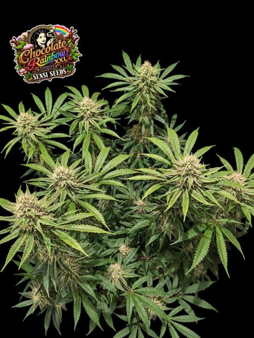 Chocolate Rainbow XXL -Sensi Seeds-BTNL. Week 12