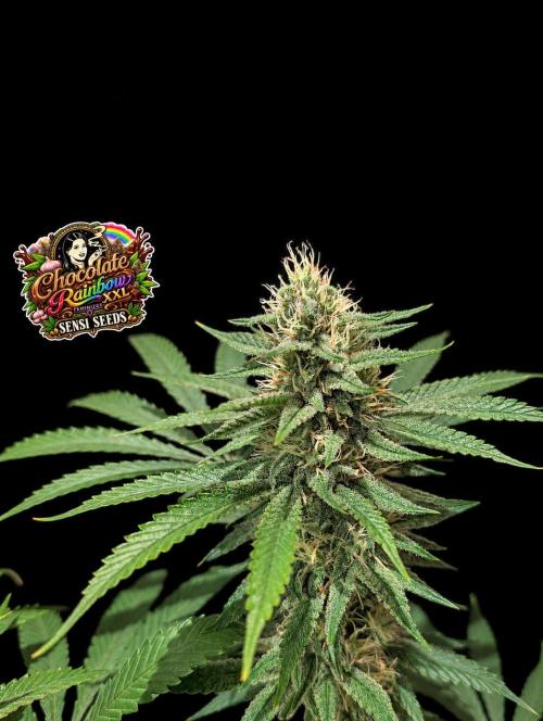 Chocolate Rainbow XXL -Sensi Seeds-BTNL. Week 12