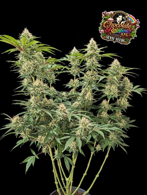 Chocolate Rainbow XXL -Sensi Seeds-BTNL. Week 12