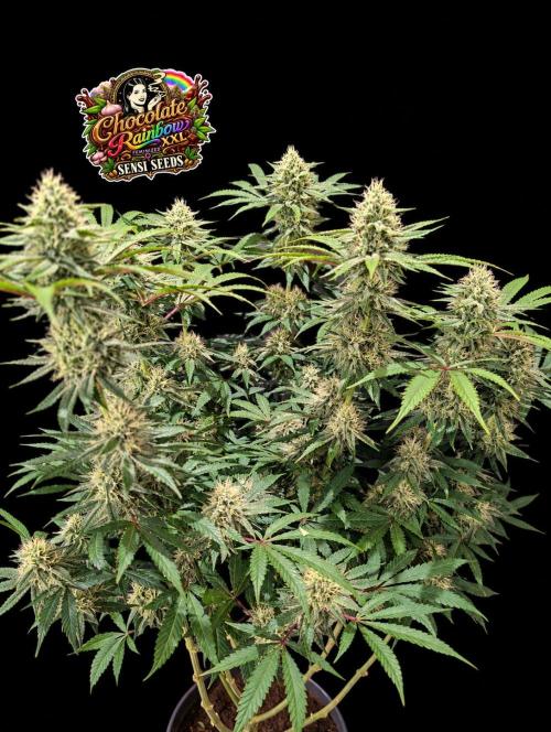 Chocolate Rainbow XXL -Sensi Seeds-BTNL. Week 12