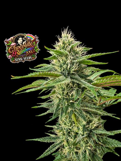 Chocolate Rainbow XXL -Sensi Seeds-BTNL. Week 12