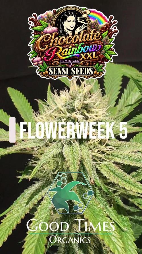 Chocolate Rainbow XXL -Sensi Seeds-BTNL