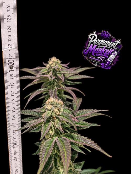 Permanent Marker -Seed Junky-Doja-BTNL. Week 12