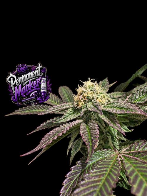 Permanent Marker -Seed Junky-Doja-BTNL. Week 12