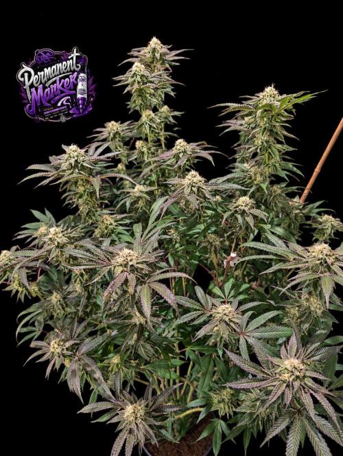 Permanent Marker -Seed Junky-Doja-BTNL. Week 12