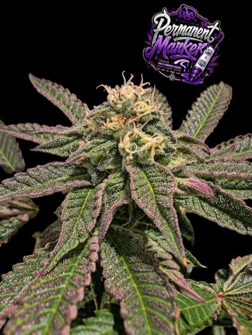 Permanent Marker -Seed Junky-Doja-BTNL. Week 12