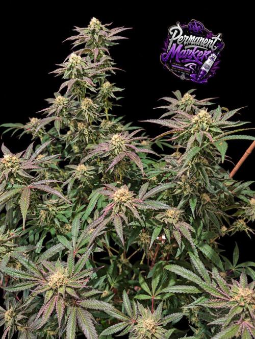 Permanent Marker -Seed Junky-Doja-BTNL. Week 12