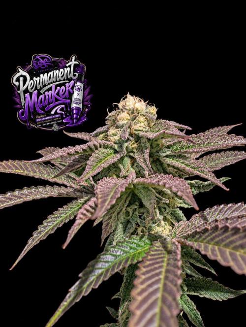 Permanent Marker -Seed Junky-Doja-BTNL. Week 12