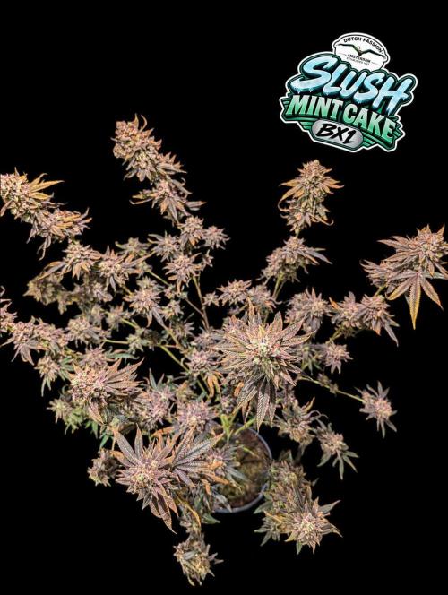 Slush Mint Cake - DP - Bio Tabs NL Grow. Week 19