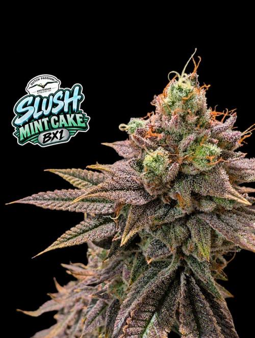 Slush Mint Cake - DP - Bio Tabs NL Grow. Week 19