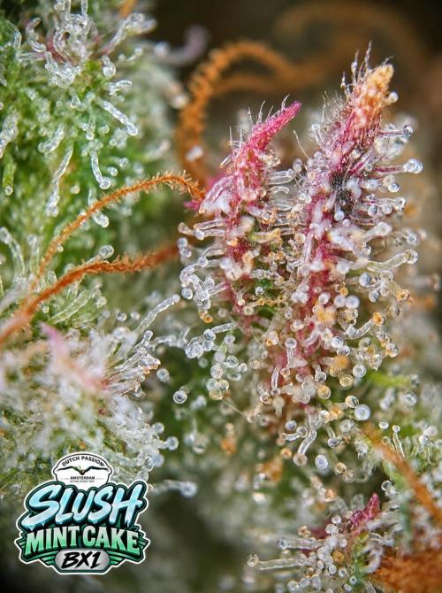 Slush Mint Cake - DP - Bio Tabs NL Grow. Week 19