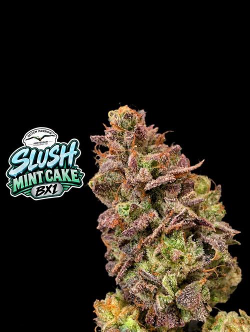 Slush Mint Cake - DP - Bio Tabs NL Grow. Week 19