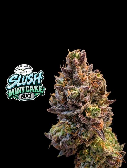 Slush Mint Cake - DP - Bio Tabs NL Grow. Week 19