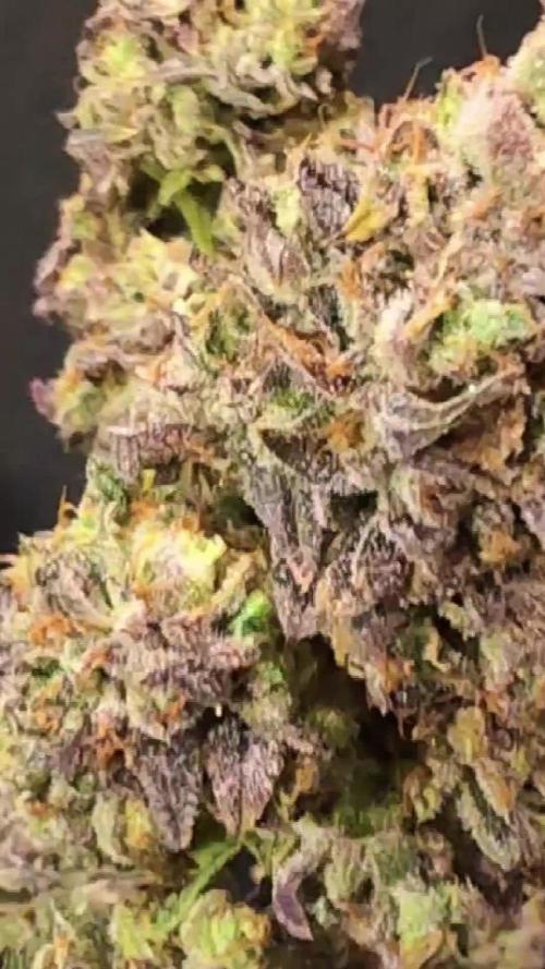 Slush Mint Cake - DP - Bio Tabs NL Grow