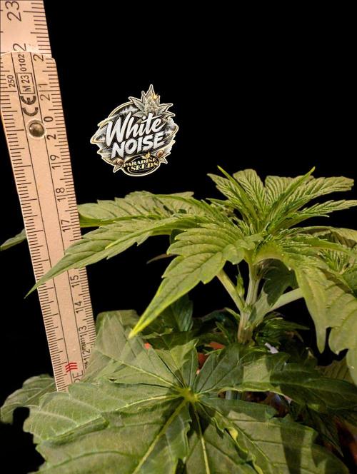 White Noise - Paradise Seeds - W33DFX. Week 3