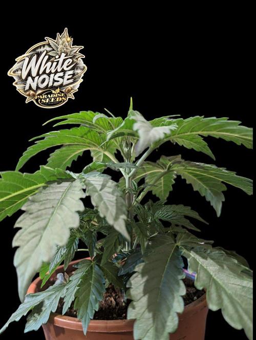 White Noise - Paradise Seeds - W33DFX. Week 3