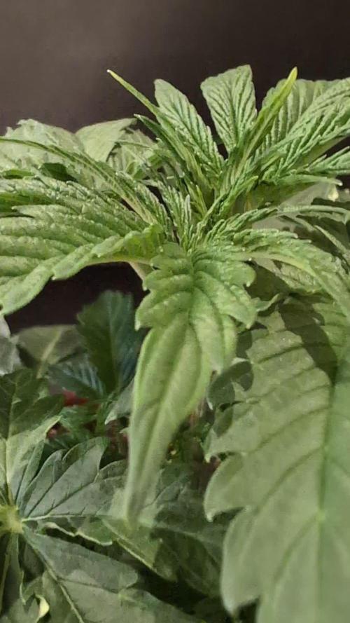 White Noise - Paradise Seeds - W33DFX