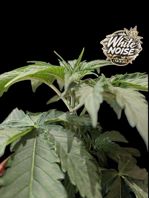 White Noise - Paradise Seeds - W33DFX. Week 3