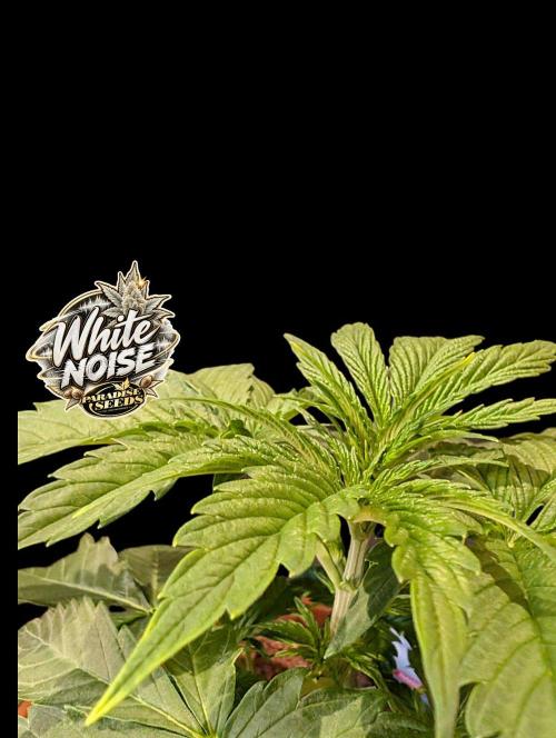 White Noise - Paradise Seeds - W33DFX. Week 3