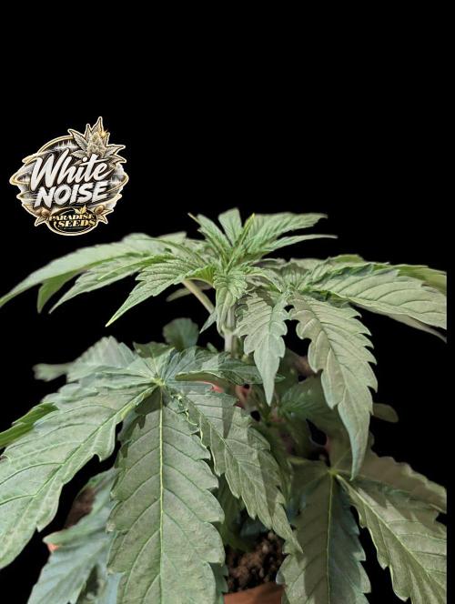 White Noise - Paradise Seeds - W33DFX. Week 3