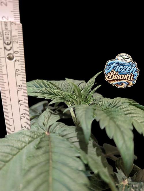 Frozen Biscotti - Dutch Passion - BTNL. Week 3