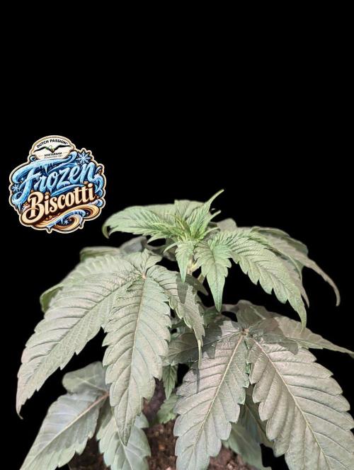 Frozen Biscotti - Dutch Passion - BTNL. Week 3